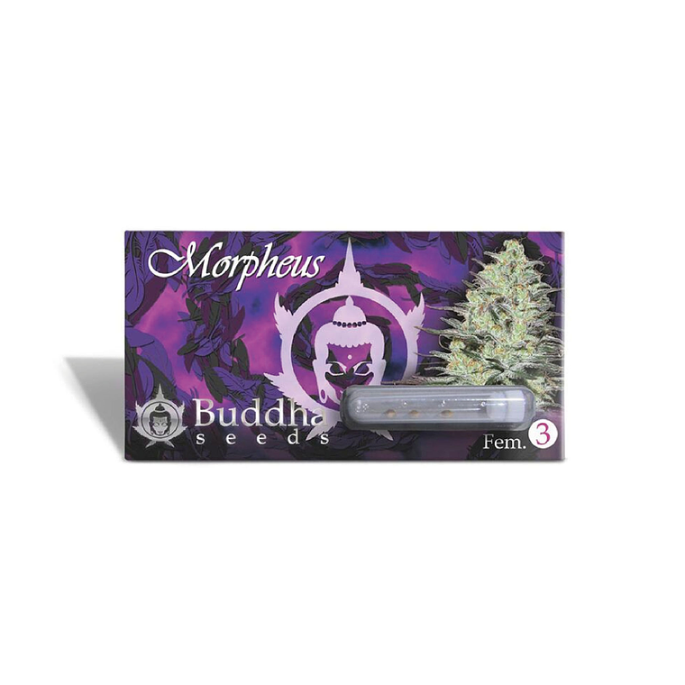 BUDDHA SEEDS - MORPHEUS X3 1