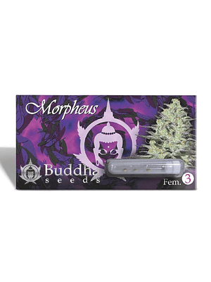 BUDDHA SEEDS - MORPHEUS X3