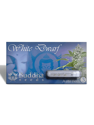 BUDDHA SEEDS - WHITE DWARF AUTO X3