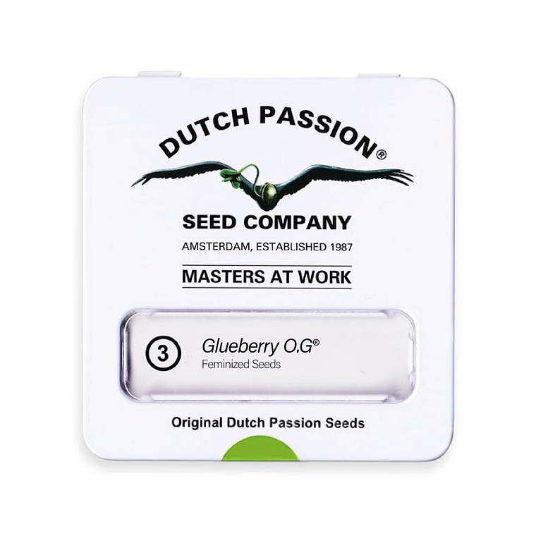DUTCH PASSION - GLUEBERRY OG X3 1