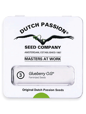 DUTCH PASSION - GLUEBERRY OG X3