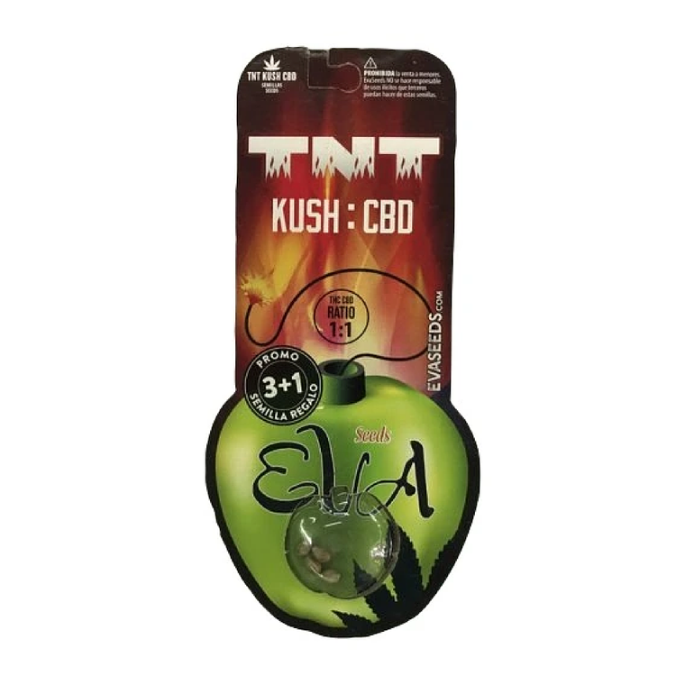 EVA SEEDS - TNT KUSH CBD X3 1