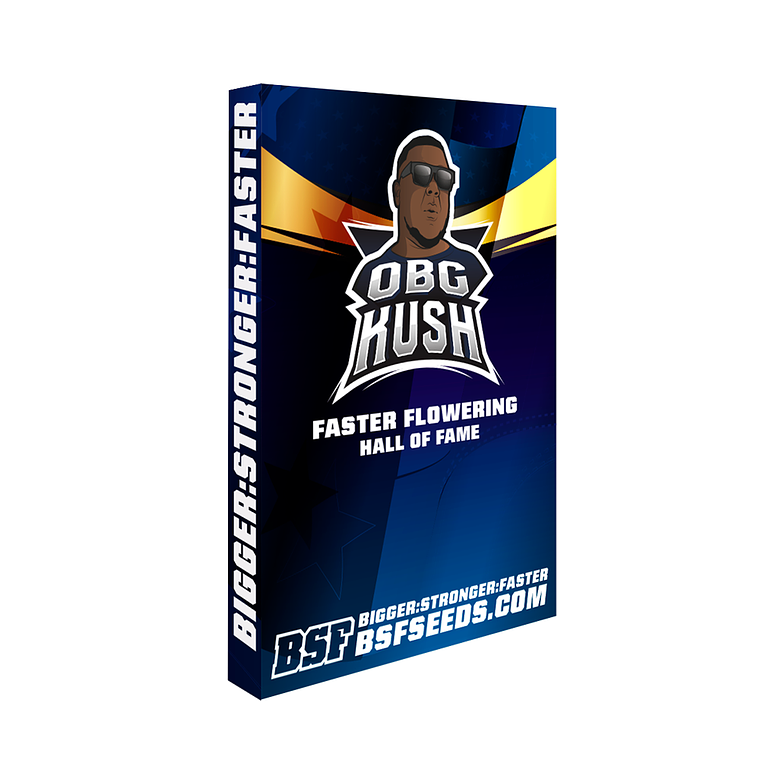 BSF SEEDS - OBG KUSH 1