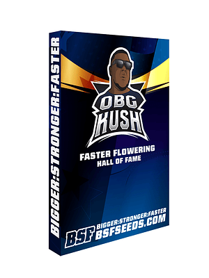 BSF SEEDS - OBG KUSH