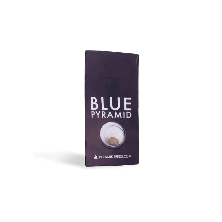 PYRAMID SEEDS - BLUE PYRAMID X1 1