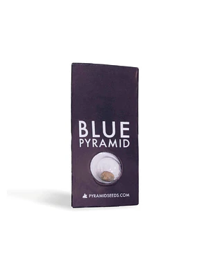 PYRAMID SEEDS - BLUE PYRAMID X1