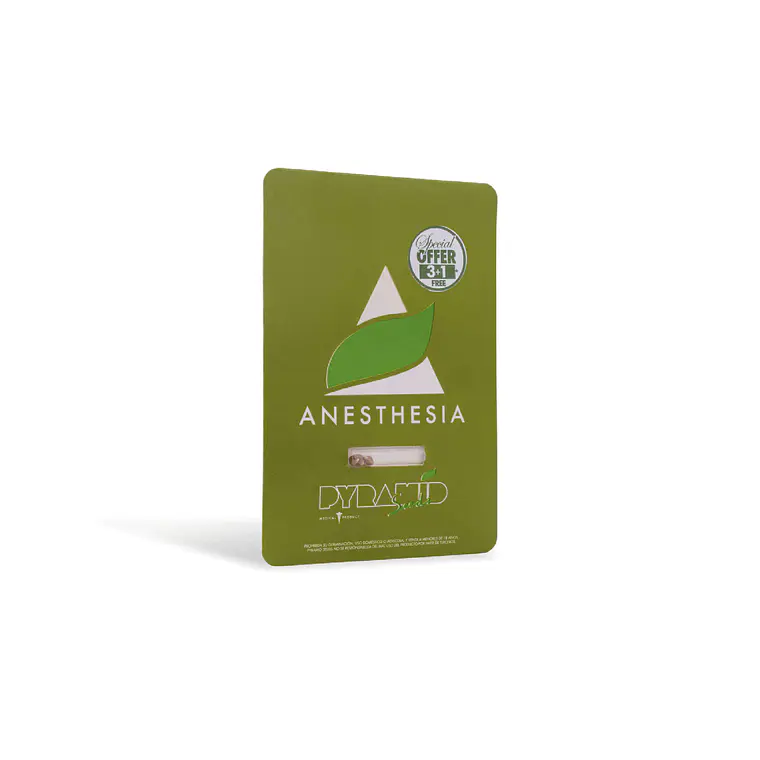 PYRAMID SEEDS - ANESTHESIA CBD X3+1  1