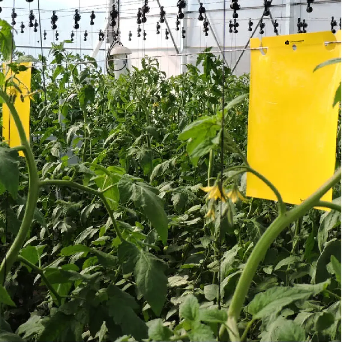 NEPTUNE HYDROPONICS - TRAMPAS ADHESIVAS AMARILLAS  2
