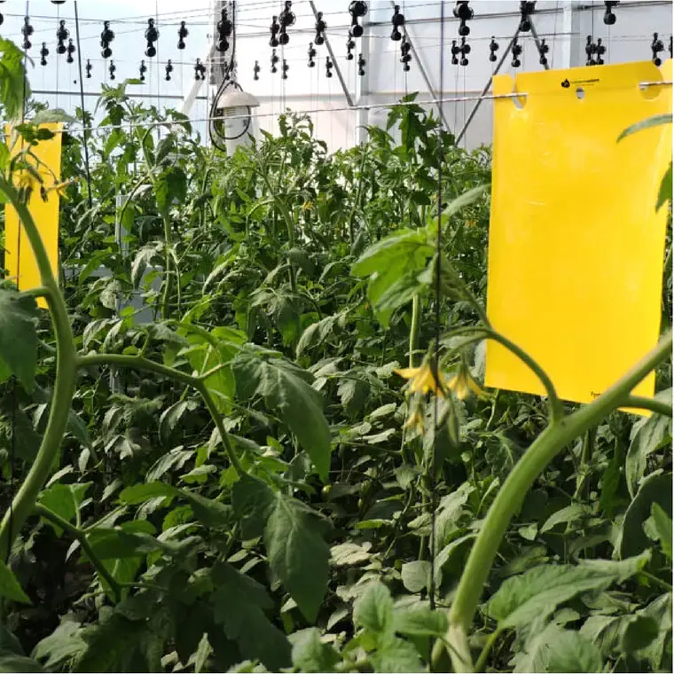 NEPTUNE HYDROPONICS - TRAMPAS ADHESIVAS AMARILLAS  2