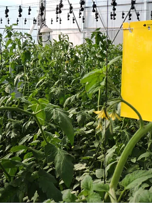 NEPTUNE HYDROPONICS - TRAMPAS ADHESIVAS AMARILLAS 