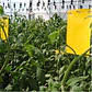 NEPTUNE HYDROPONICS - TRAMPAS ADHESIVAS AMARILLAS  - Miniatura 2