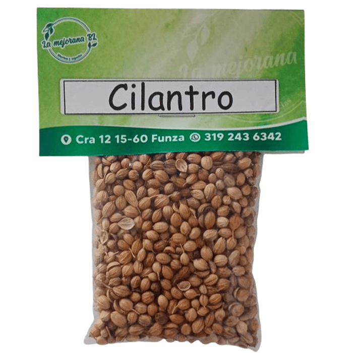 Cilantro