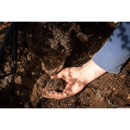 Mermelada de Cebolla con trufa negra 100gr