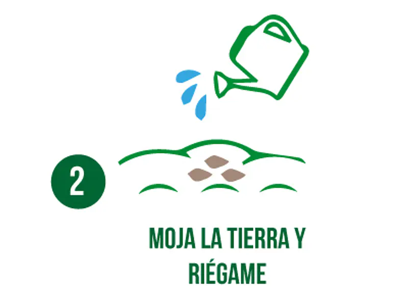¿Cómo plantar tu Ortiga?