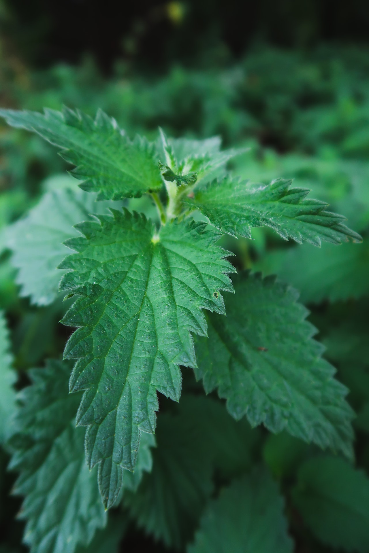 Dam olish Nijniy Novgorod telefon raqamlari