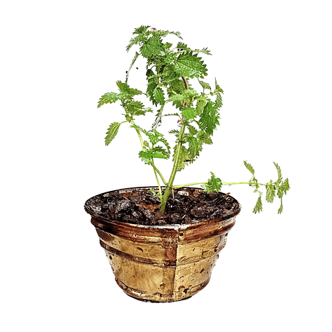 Macetero Ortiga con planta medicinal | Urtica Dioica