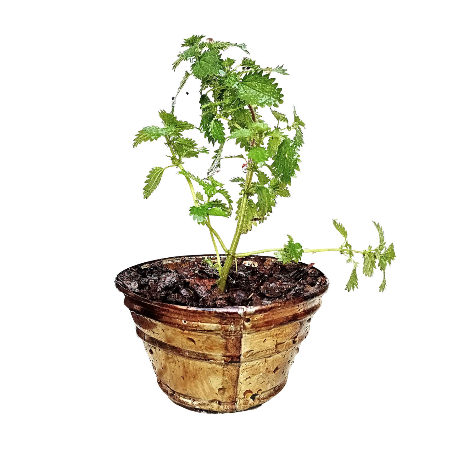 Macetero Ortiga con planta medicinal | Urtica Dioica 1