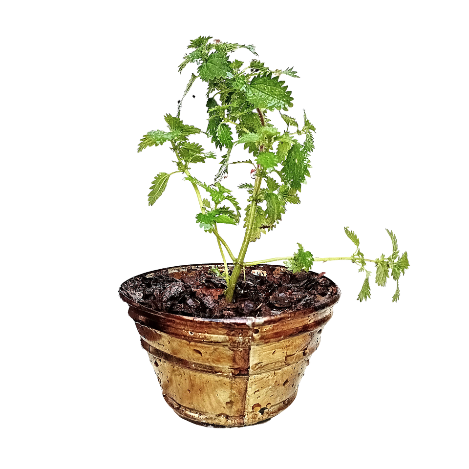 Macetero Ortiga con planta medicinal | Urtica Dioica 1