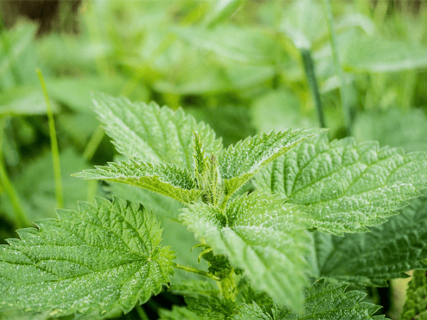 La Ortiga como Planta