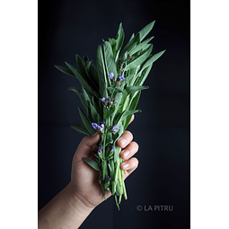 Salvia Agroecológica