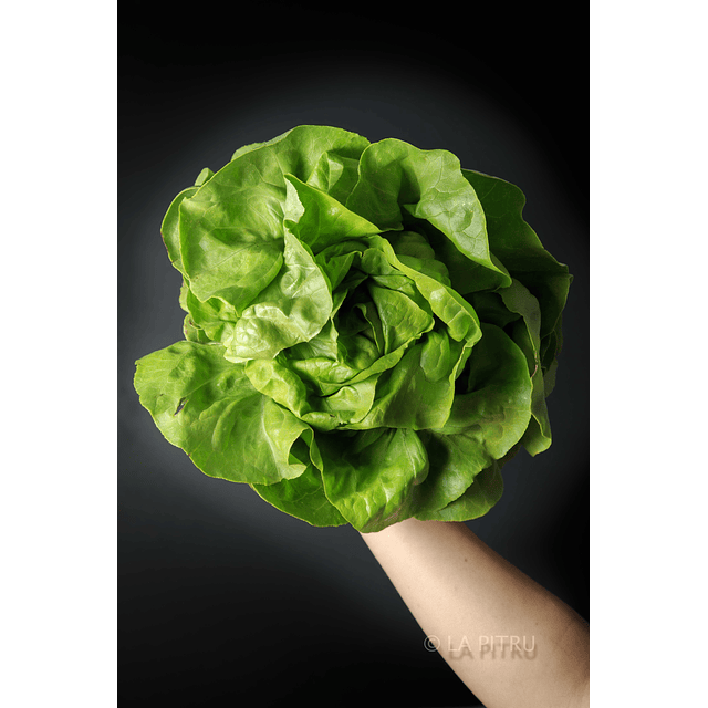 Lechuga Española Verde Agroecológica 1u