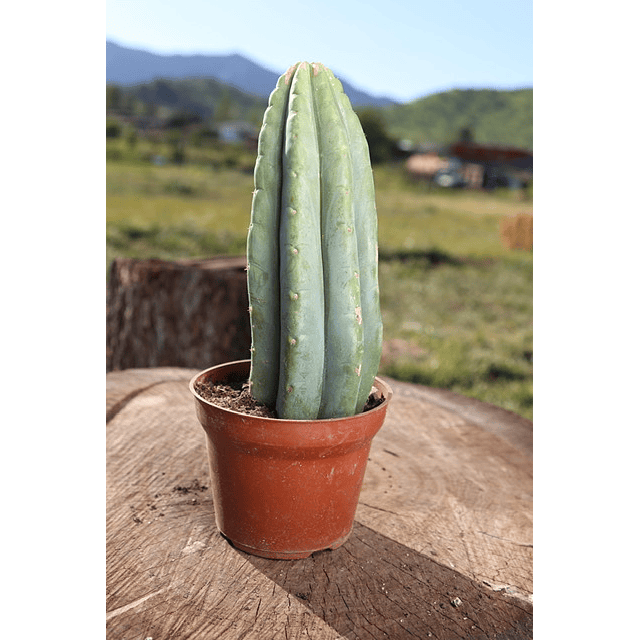 Cactus San Pedro