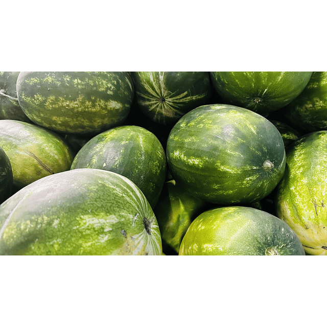 Sandia Agroecológica 1un mediana