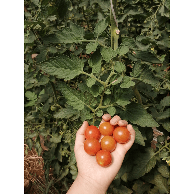 Tomate Cherry Agroecológico 500g