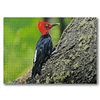 Puzzle Carpintero Negro 1000 Piezas