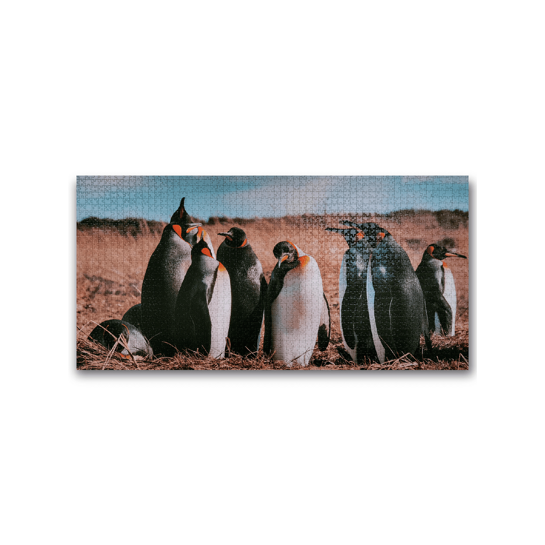 Puzzle Pinguino Rey 2000 Piezas