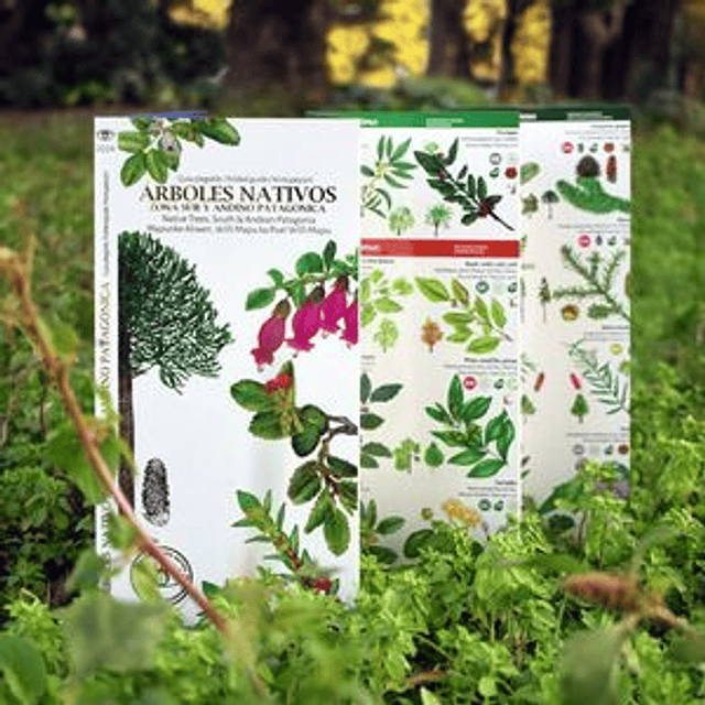 Guia Arboles Nativos De La Zona Sur Y Andino Patagonica