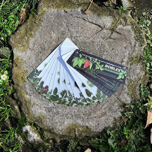 Pantonera Robles Del Sur Del Mundo 