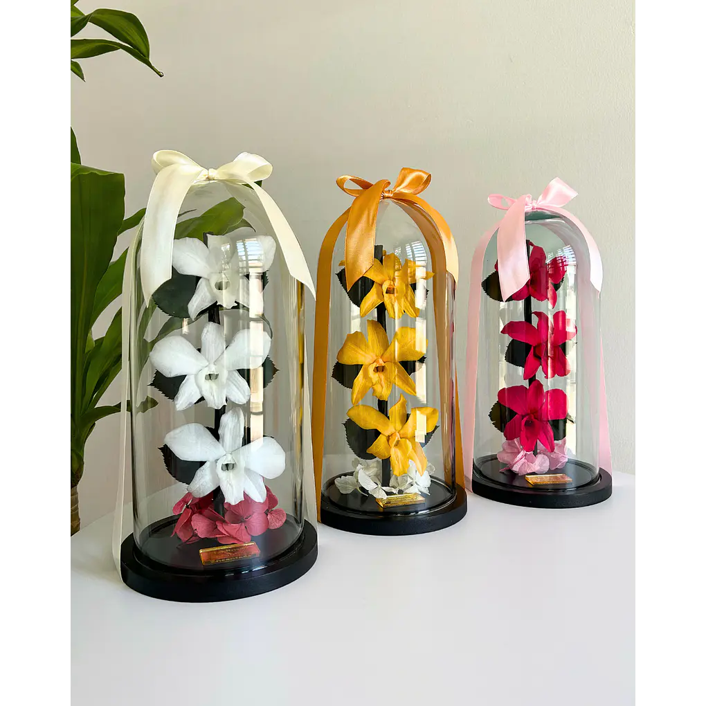 Orquídea Encantada 4
