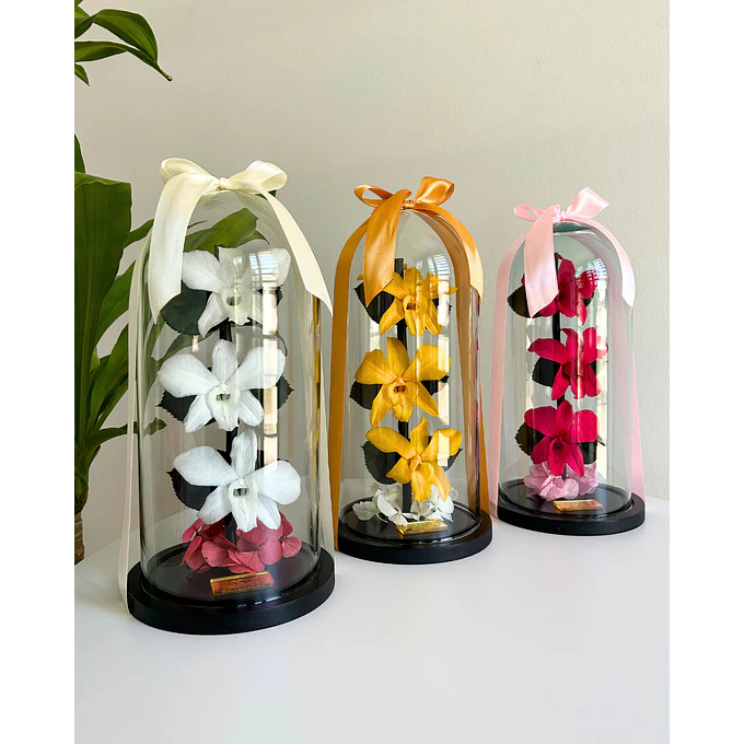 Orquídea Encantada 4