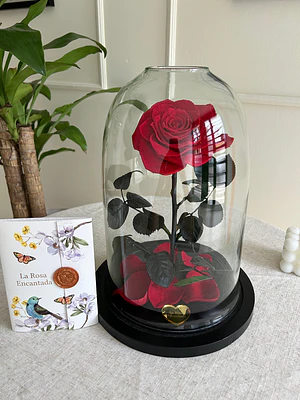 Rosa Encantada Premium