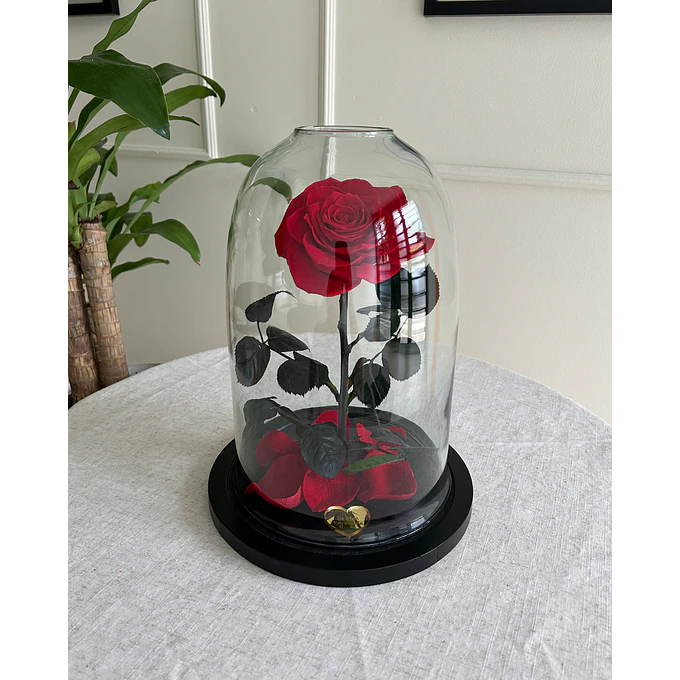 Rosa Encantada Premium 2