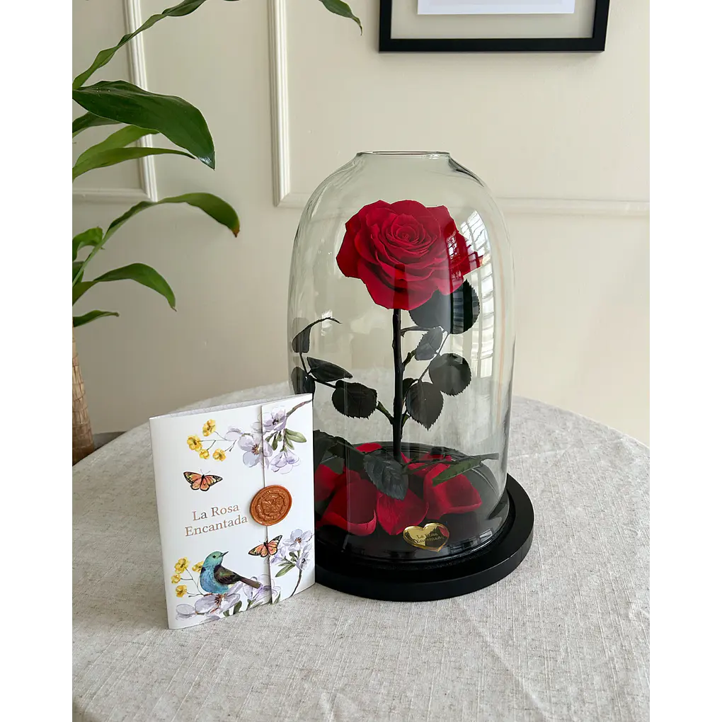 Rosa Encantada Premium 3