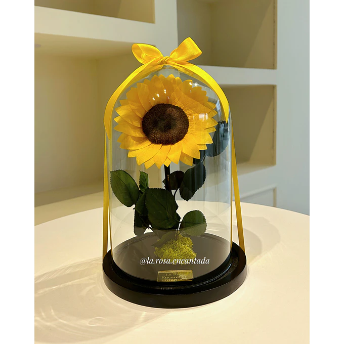 Girasol Encantado Premium 1