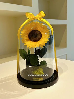 Girasol Encantado Premium