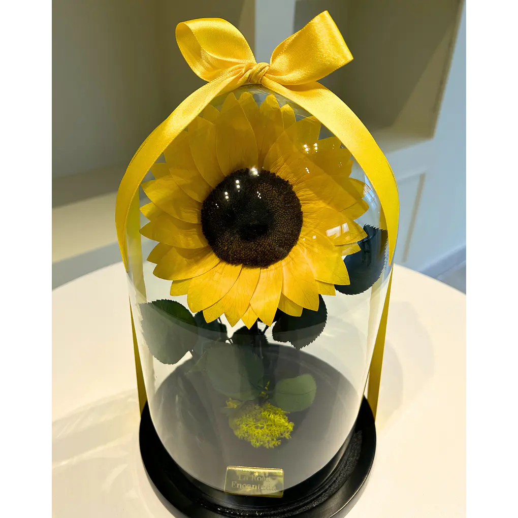 Girasol Encantado Premium 2