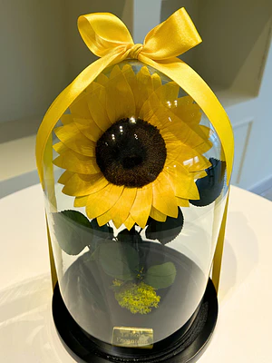 Girasol Encantado Premium