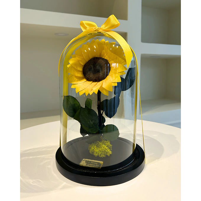 Girasol Encantado Premium 3