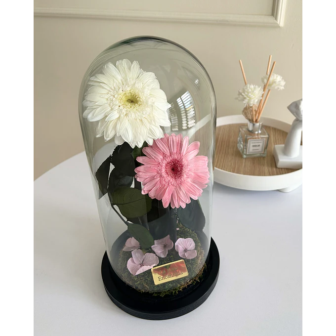 Gerbera Encantada Doble 2