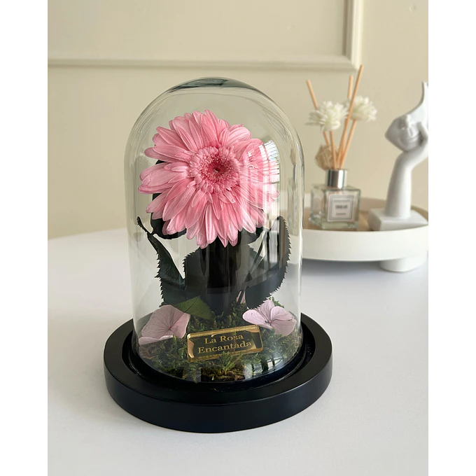 Gerbera Encantada Mini 1