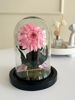 Gerbera Encantada Mini