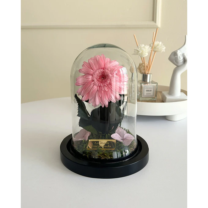 Gerbera Encantada Mini 2