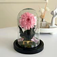 Gerbera Encantada Mini - Miniatura 2