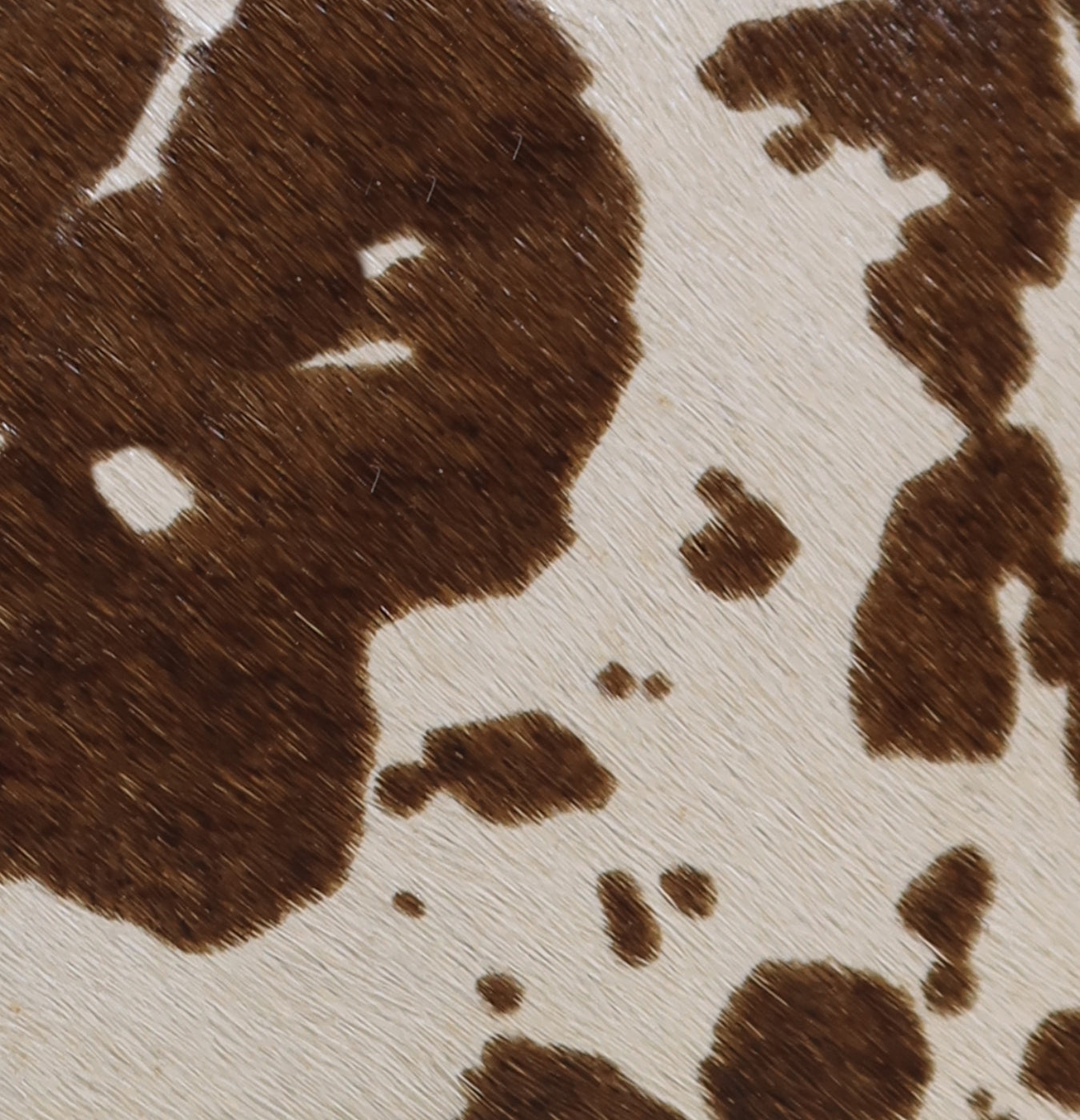 CARTERA YARA - VACA Studio 3