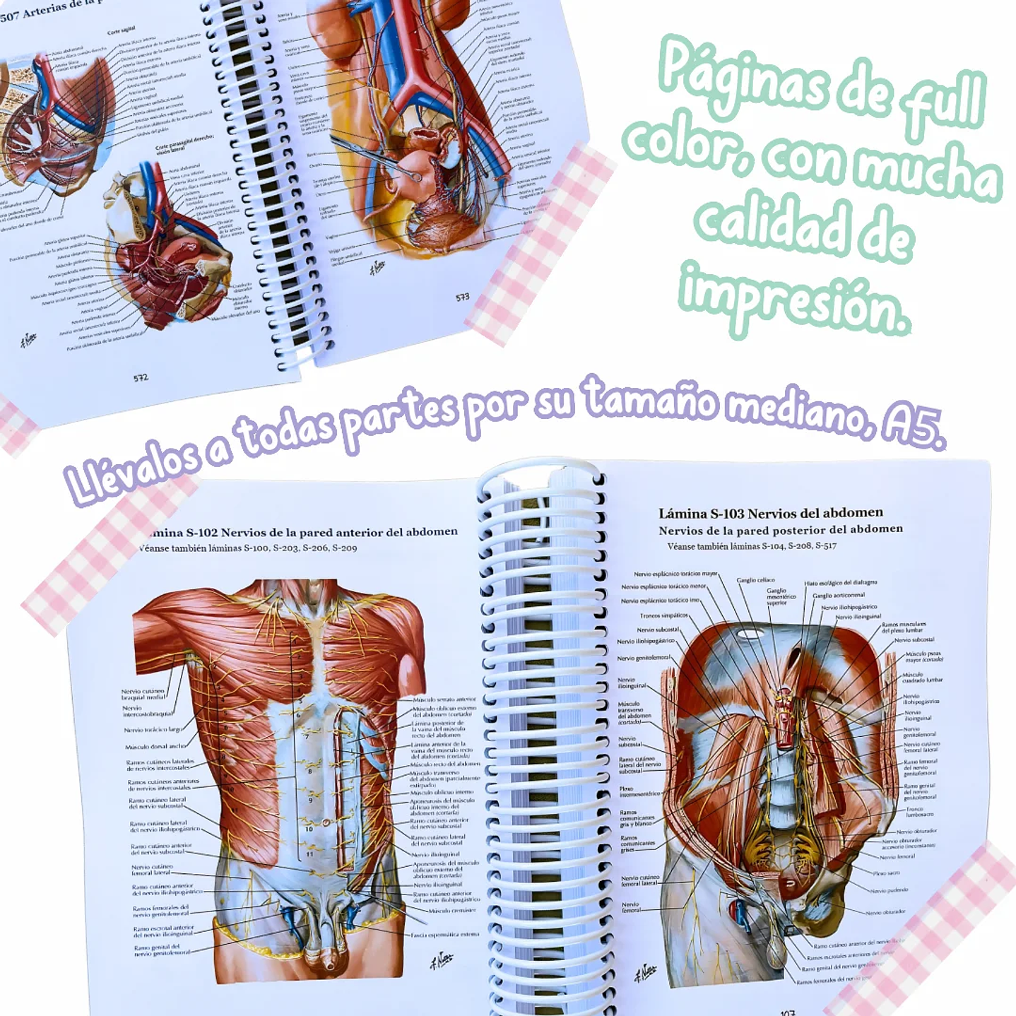 Atlas de Anatomía - Netter 8va Edición 2