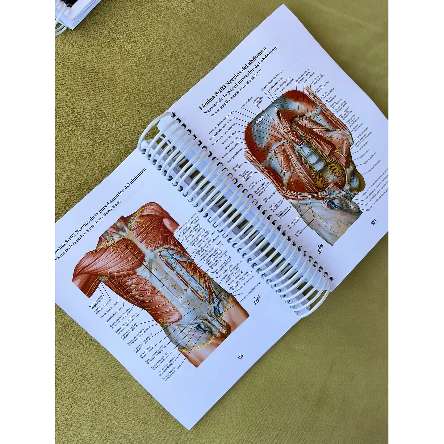 Atlas de Anatomía - Netter 8va Edición 5